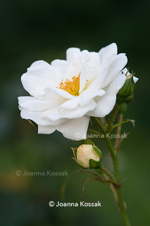 Rosa 'Kent'