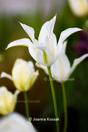 Purley Garden, Designer Ruth Willmott,  All Photos © Joanna Kossak