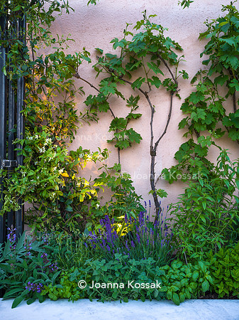 Hamptons Mediterranean Garden