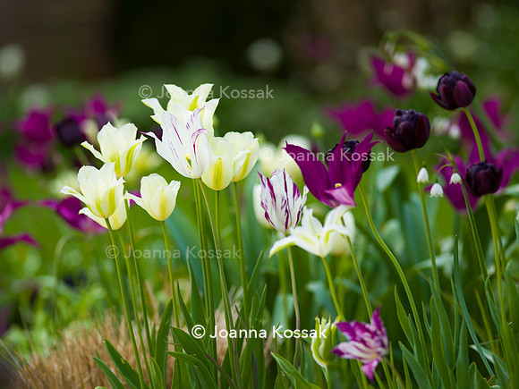 Purley Garden, Designer Ruth Willmott,  All Photos © Joanna Kossak