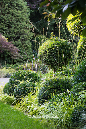 Clipped evergreen topiary