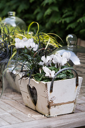 Cyclamen 'Mini White'  and Ophipogon planiscapus 'Nigrescens'