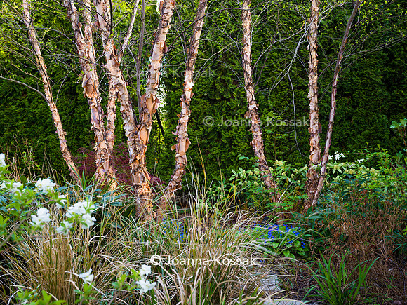 Purley Garden, Designer Ruth Willmott,  All Photos © Joanna Kossak