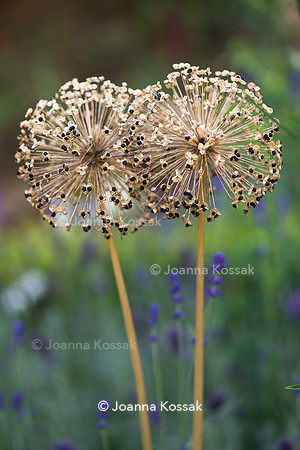Seedhead of Allium stipitatum 'White Giant'