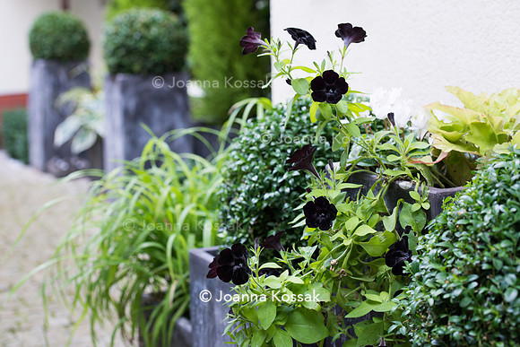 Petunia 'Black Velvet'
