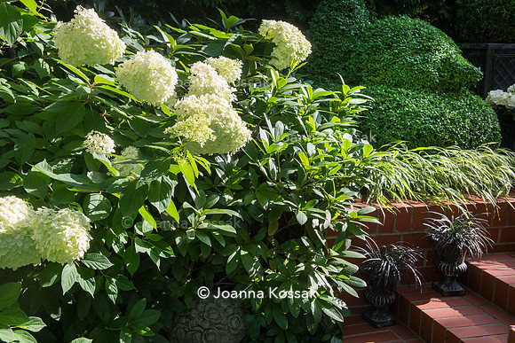 Hydrangea paniculata 'Limelight'