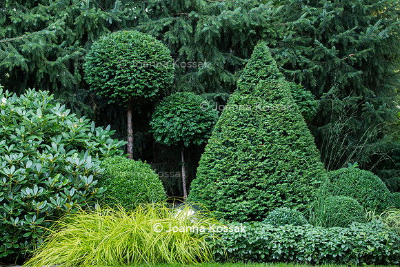 Clipped topiary