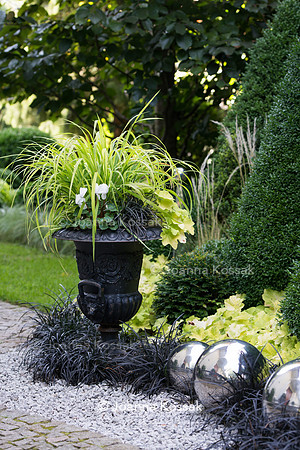 Carex oshimensis 'Everillo' in iron flower pot