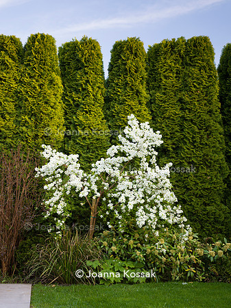 Purley Garden, Designer Ruth Willmott,  All Photos © Joanna Kossak