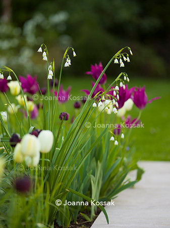 Purley Garden, Designer Ruth Willmott,  All Photos © Joanna Kossak