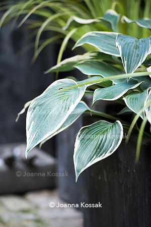 Hosta 'El Nino' in black flower pot