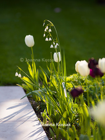 Purley Garden, Designer Ruth Willmott,  All Photos © Joanna Kossak