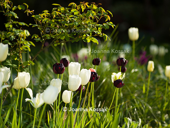 Purley Garden, Designer Ruth Willmott,  All Photos © Joanna Kossak