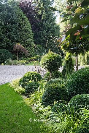Clipped evergreen topiary