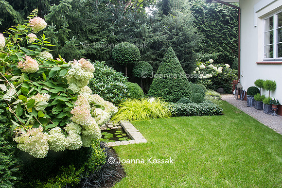 Hydrangea paniculata 'Limelight'
