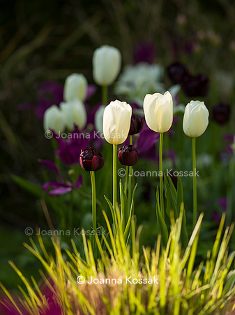 Purley Garden, Designer Ruth Willmott,  All Photos © Joanna Kossak