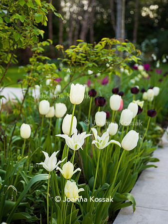 Purley Garden, Designer Ruth Willmott,  All Photos © Joanna Kossak