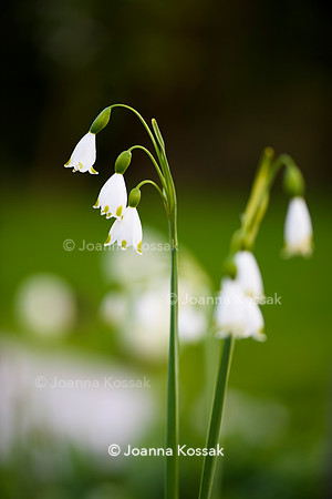Purley Garden, Designer Ruth Willmott,  All Photos © Joanna Kossak