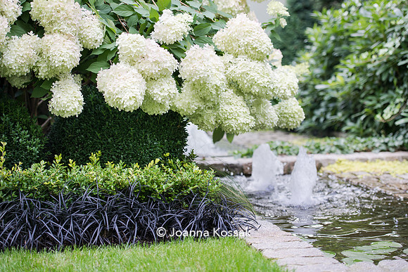 The garden pond with fountain and Hydrangea paniculata 'Limelight'