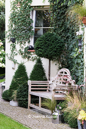 Teak bench amongst clipped evergreen taxus
