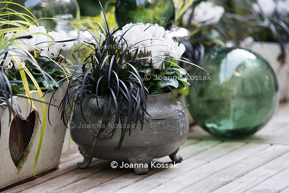 Ophipogon planiscapus 'Nigrescens' with Cyclamen 'Mini White'
