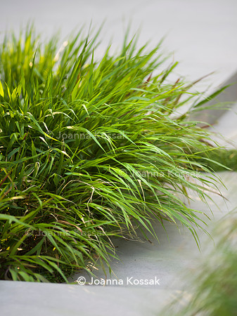Edge Hill garden. Designer Tom Howard. All Photos © Joanna Kossak