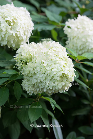 Hydrangea paniculata 'Limelight'