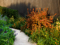 Stroke Association’s Garden for Recovery, Designer Miria Harris