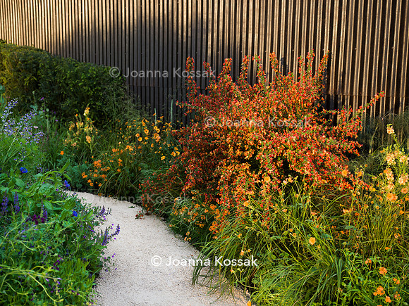 Stroke Association’s Garden for Recovery, Designer Miria Harris