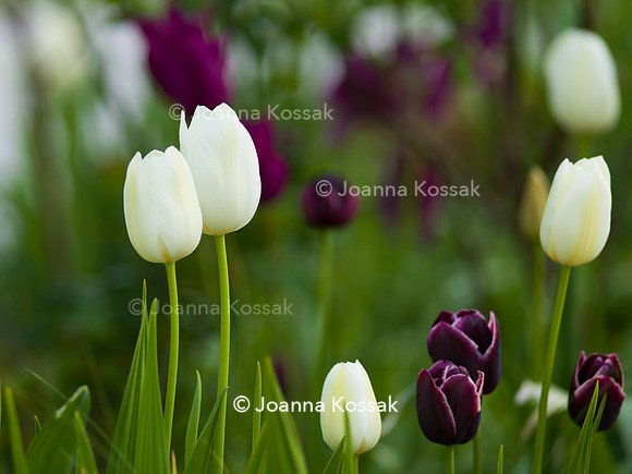 Purley Garden, Designer Ruth Willmott,  All Photos © Joanna Kossak