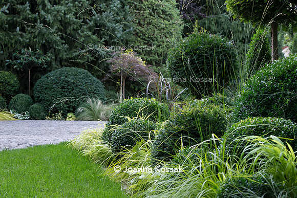 Clipped topiary