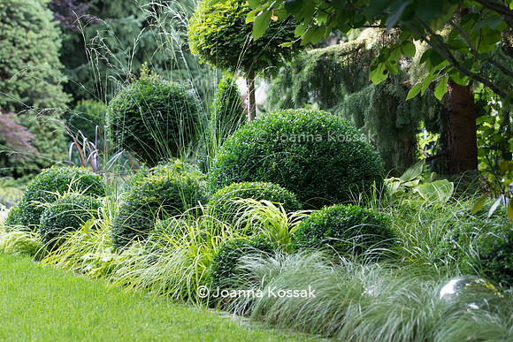 Clipped topiary