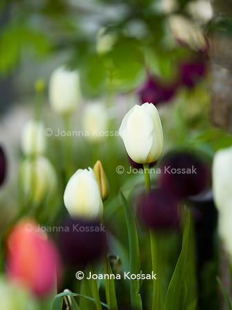 Purley Garden, Designer Ruth Willmott,  All Photos © Joanna Kossak