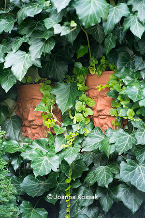 Terracotta planter covered by Hedera helix