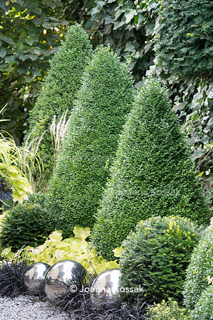 Clipped evergreen Buxus topiary