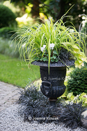 Carex oshimensis 'Everillo' in iron flower pot