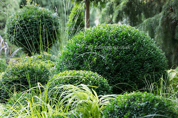 Clipped topiary