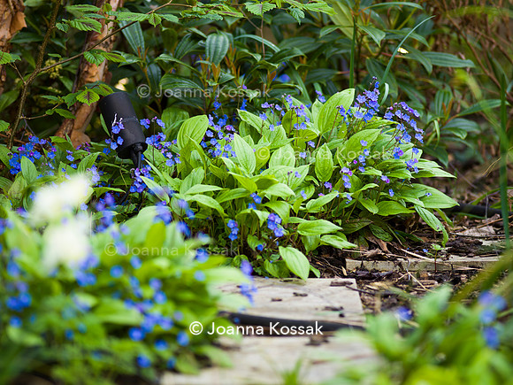 Purley Garden, Designer Ruth Willmott,  All Photos © Joanna Kossak