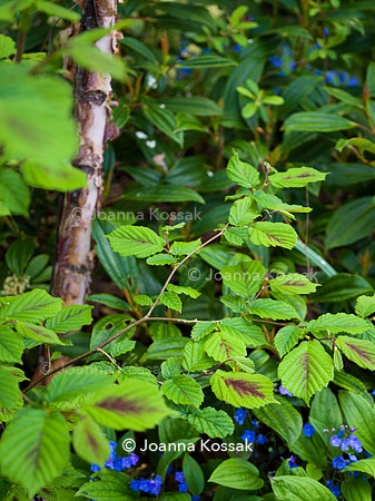 Purley Garden, Designer Ruth Willmott,  All Photos © Joanna Kossak