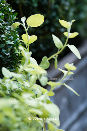 Helichrysum petiolare 'Limelight'