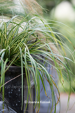 Carex 'Evergold'
