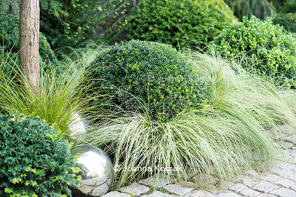 Clipped topiary