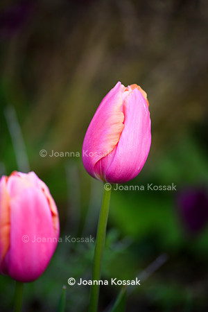 Purley Garden, Designer Ruth Willmott,  All Photos © Joanna Kossak
