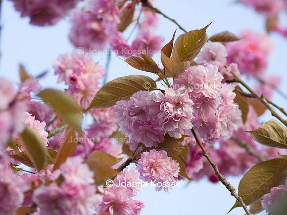 Purley Garden, Designer Ruth Willmott,  All Photos © Joanna Kossak