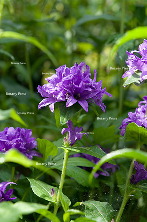 Campanula glomerata