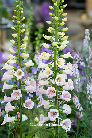 Digitalis 'Glory of Roundway