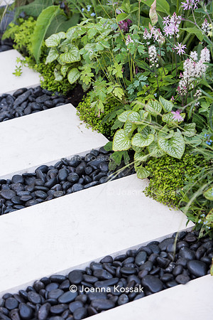 Limestone paving slabs, separated with black oval stones surrounded by Tiarella 'Spring symphony'.