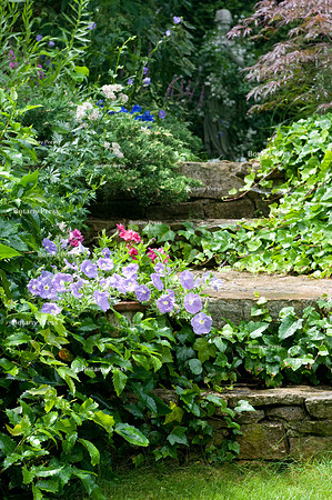 Petunia 'Trailing Surfinia Sky Blue' in the flowerpot on stone steps.