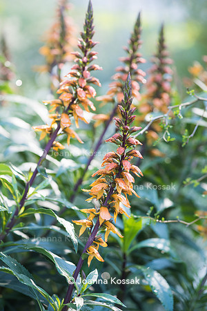 Isoplexus (Isoplexis) canariensis - Canary Island Foxgloves