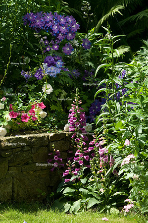 Digitalis purpurea and Delphinium 'Seedling 5' near stone retain